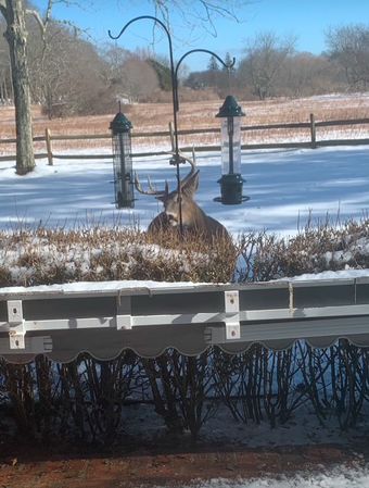 This week in East Hampton: a hungry young buck horns in on the bird feeders.