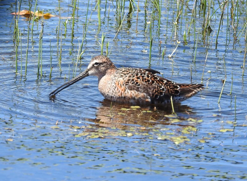 Long-billed Dowitcher — Limnodromus scolopaceus