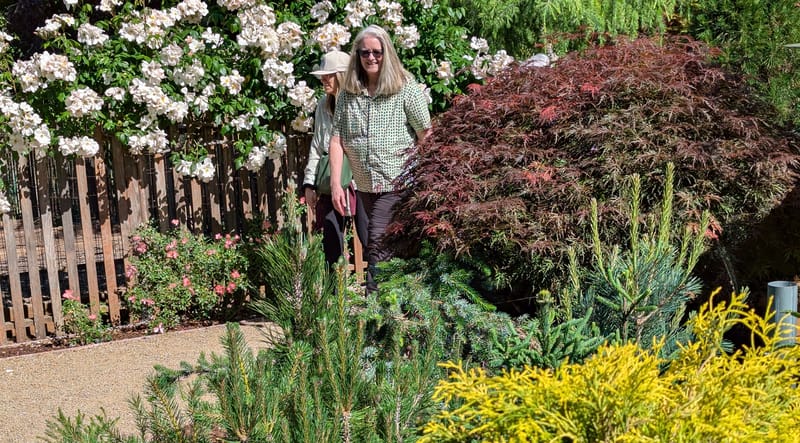 Conifers Shine in Annual Soroptomist Garden Tour