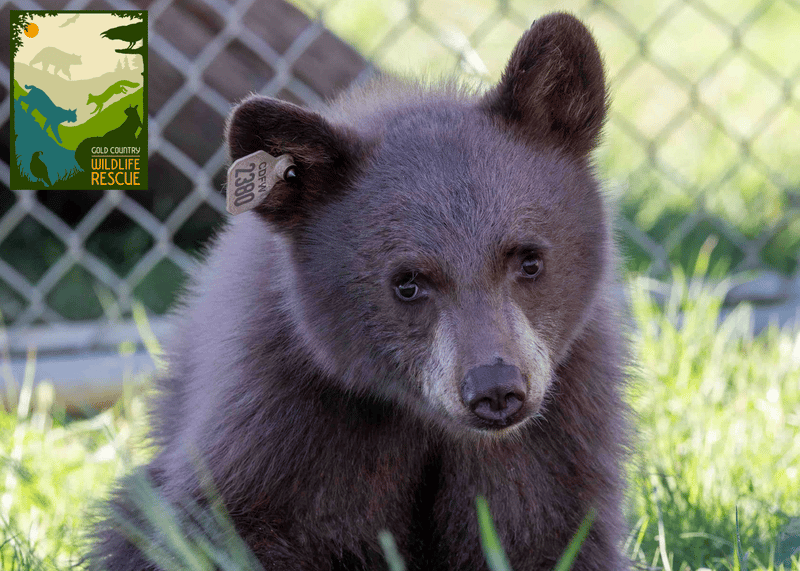 A cub in one of the rescue’s enclosures.