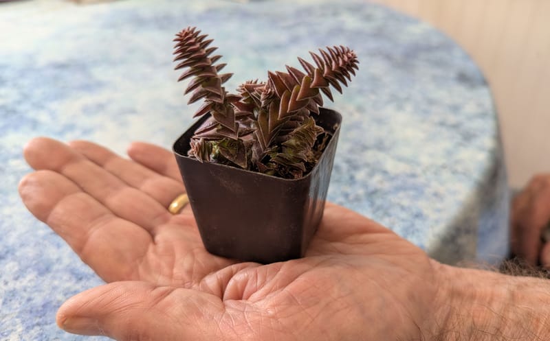 Nursery Crawl: A Fun New Way to Support Local Plant-Growers