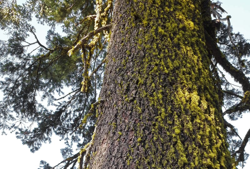 Conifer Tree Trunks (not as boring as you might think)!