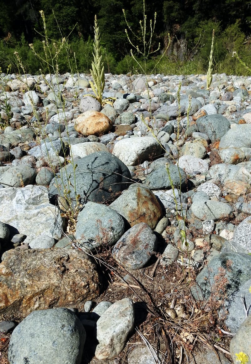 Spotted Sandpiper nest