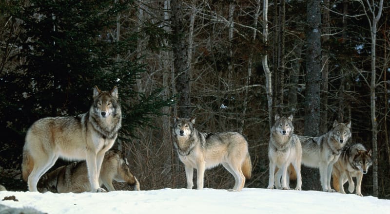 Center for Biological Diversity Challenges U.S. Fish and Wildlife on Gray Wolf Recovery