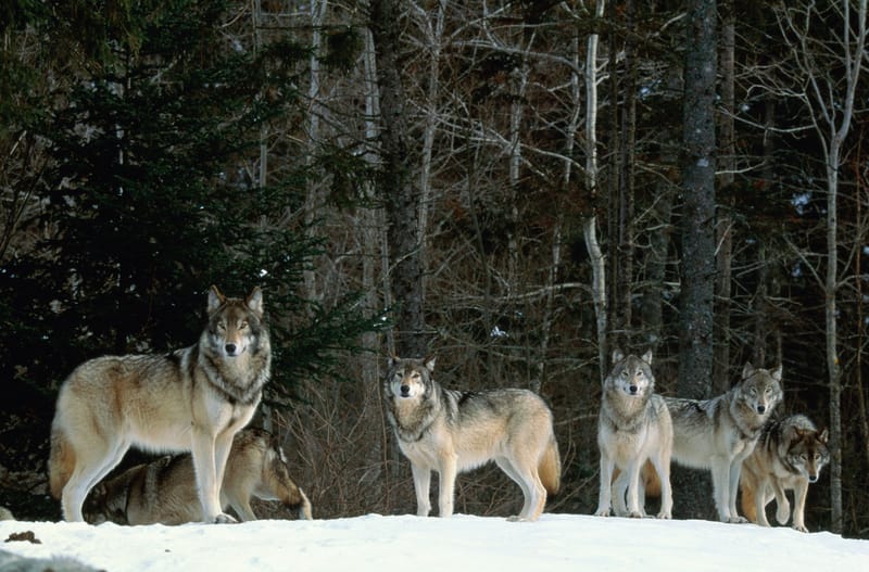 Although the population of gray wolves in the lower 48 states is now growing under state protections, no nationwide management plan has ever been implemented.