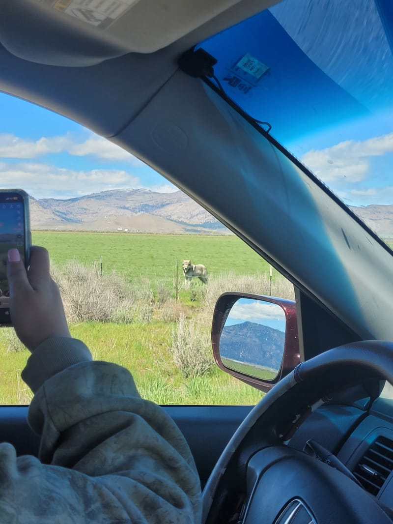 A wolf discovered in a Sierra Valley field.