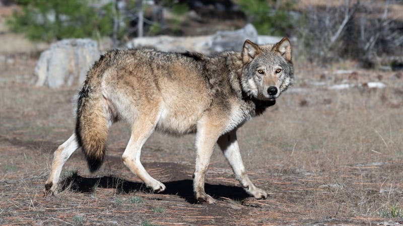 Whaleback’s Offspring Are Breeding Across California’s Far North