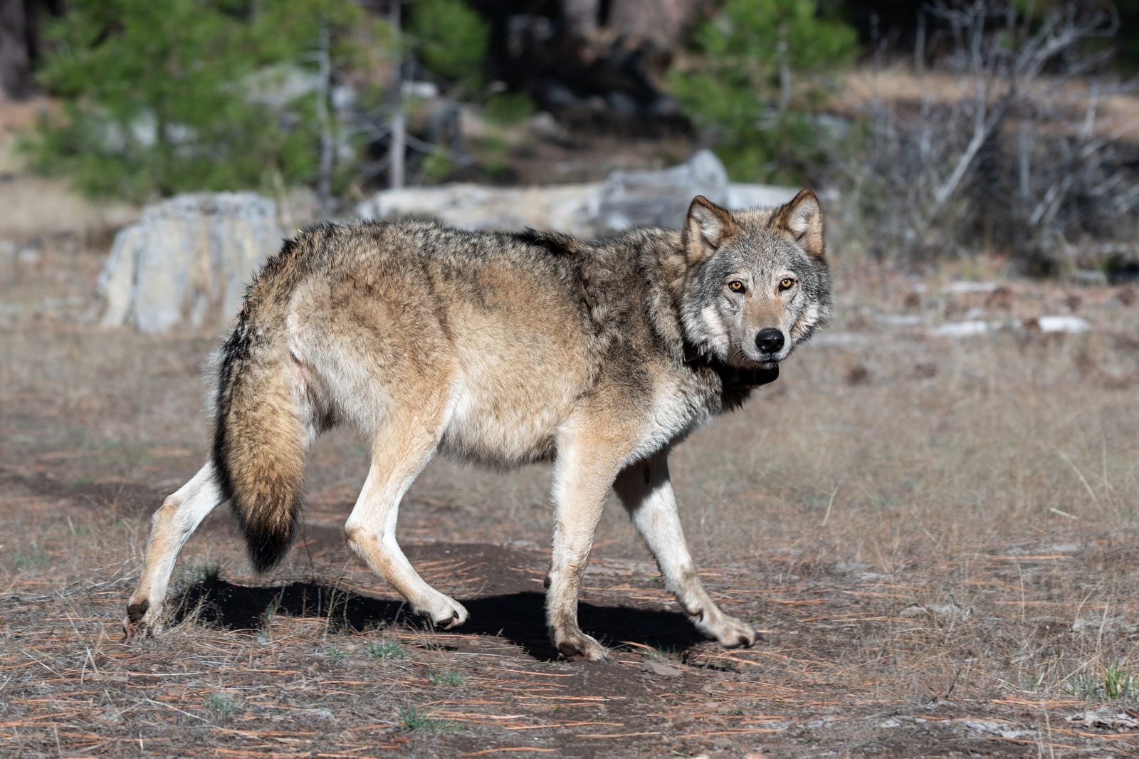 A collared gray wolf stands in dry grass and looks toward the camera.