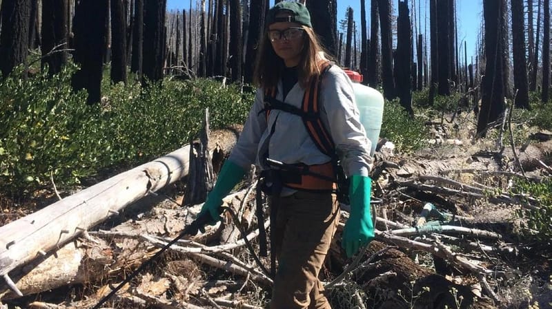 Public Meeting on Herbicide Spraying in Plumas National Forest Announced