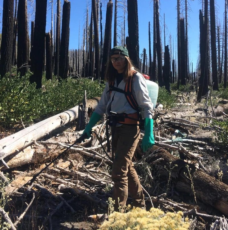 A Lassen Volcanic National Park invasive plant crewmember sprays for Bull Thistle in the Reading Fire burn area.