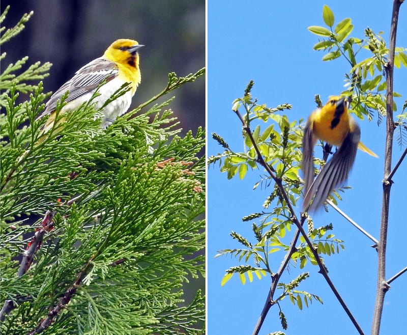 Bullock’s Oriole (1st year males) — Icterus bullockii