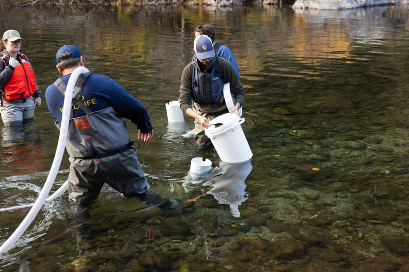 Michelle Forsha scoops chinook salmon roe into an artificial bed.