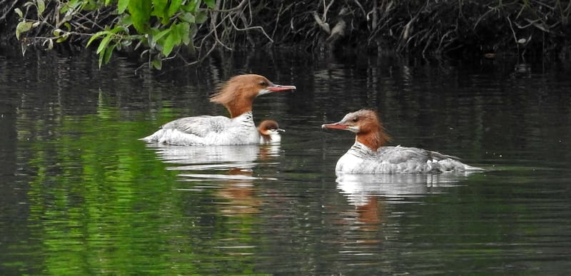 Common Mergansers — Mergus merganser