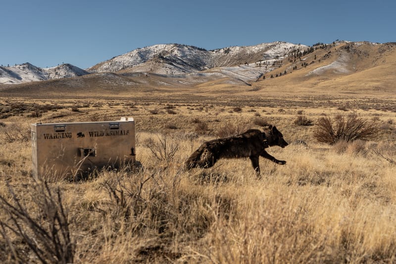 A Beyem Seyo pack member released after being captured by a CDFW helicopter team and collared. Photo by Malia Brytus, California Wolf Project.