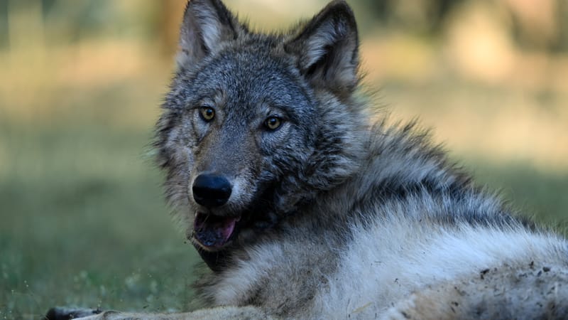 Hadwick Bill on Endangered Species Self-Defense Goes to Governor