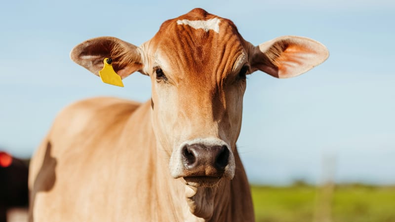 Tariff-Free Beef Imports Worry Sierra Valley Cattle Ranchers