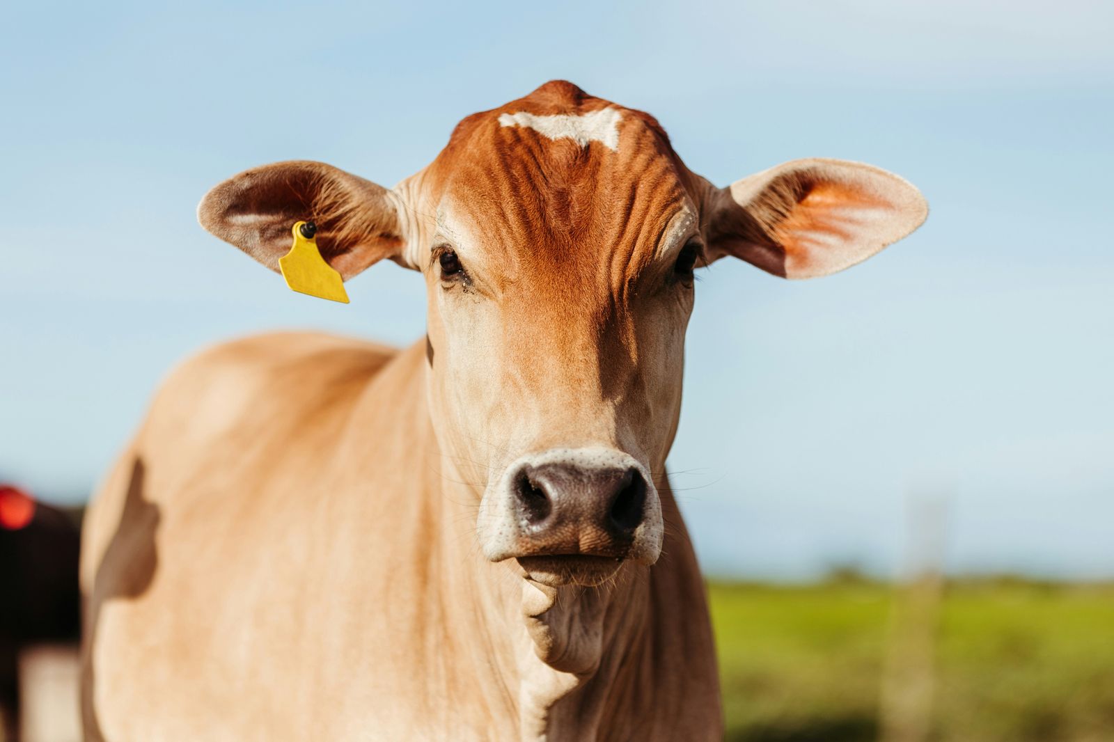 A brown cow in a field.