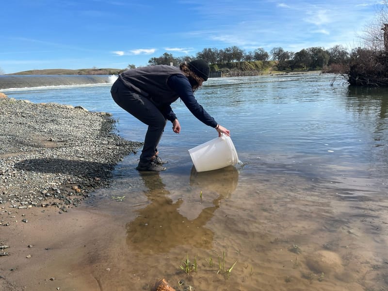 Juvenile salmon are released below the Englebright Dam to continue their journey to the ocean. Photo provided by CDFW.