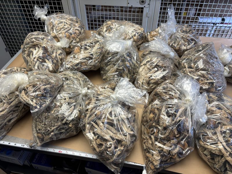 Nevada County Destroys Cannabis, Psychedelic Mushrooms in Searches