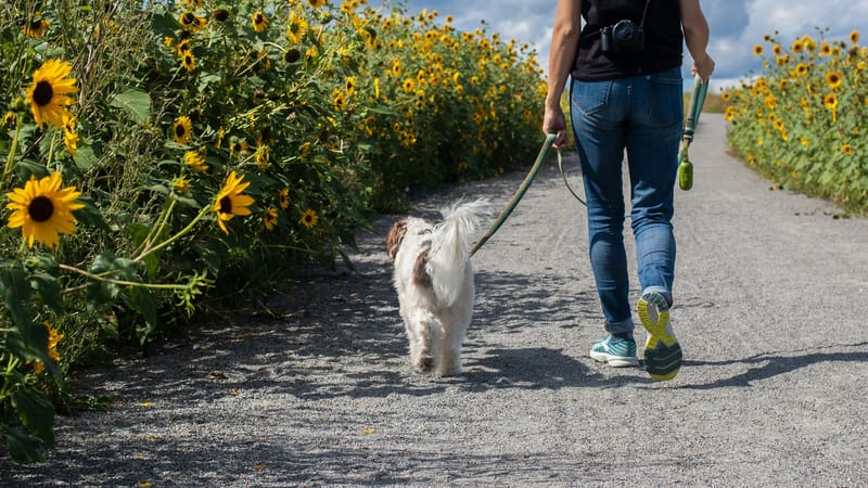 Quincy Dog Walk to Raise Domestic Violence Awareness