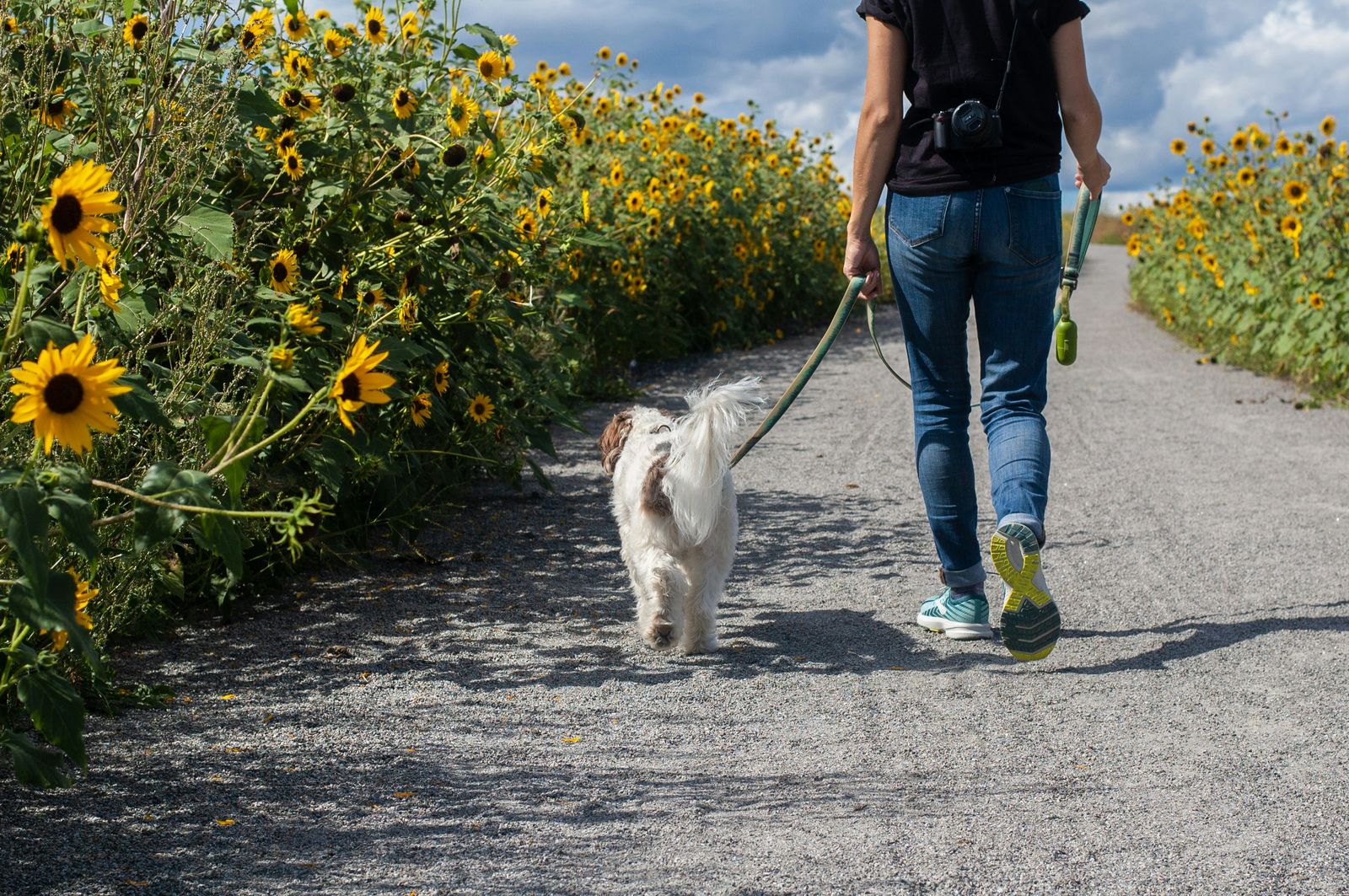 A dog being walked on a path lined with sunflowers.