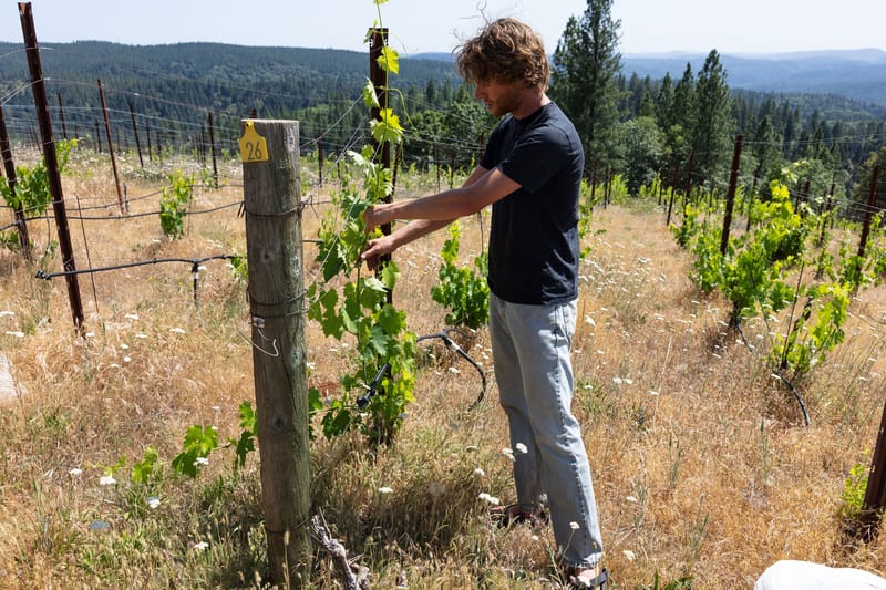 George Doolan demonstrates how Sangiovese grape vines are grown at his Camptonville vineyard.