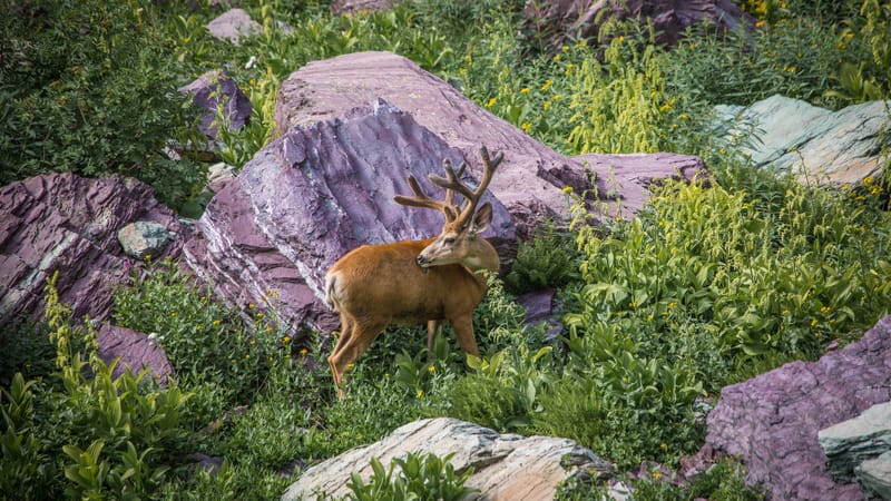 Newsom Lifts 1955 Firearm Ban on Archery Deer Hunters