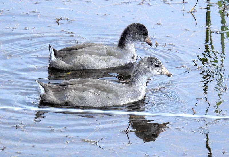 American Coots (juveniles) — Fulica americana