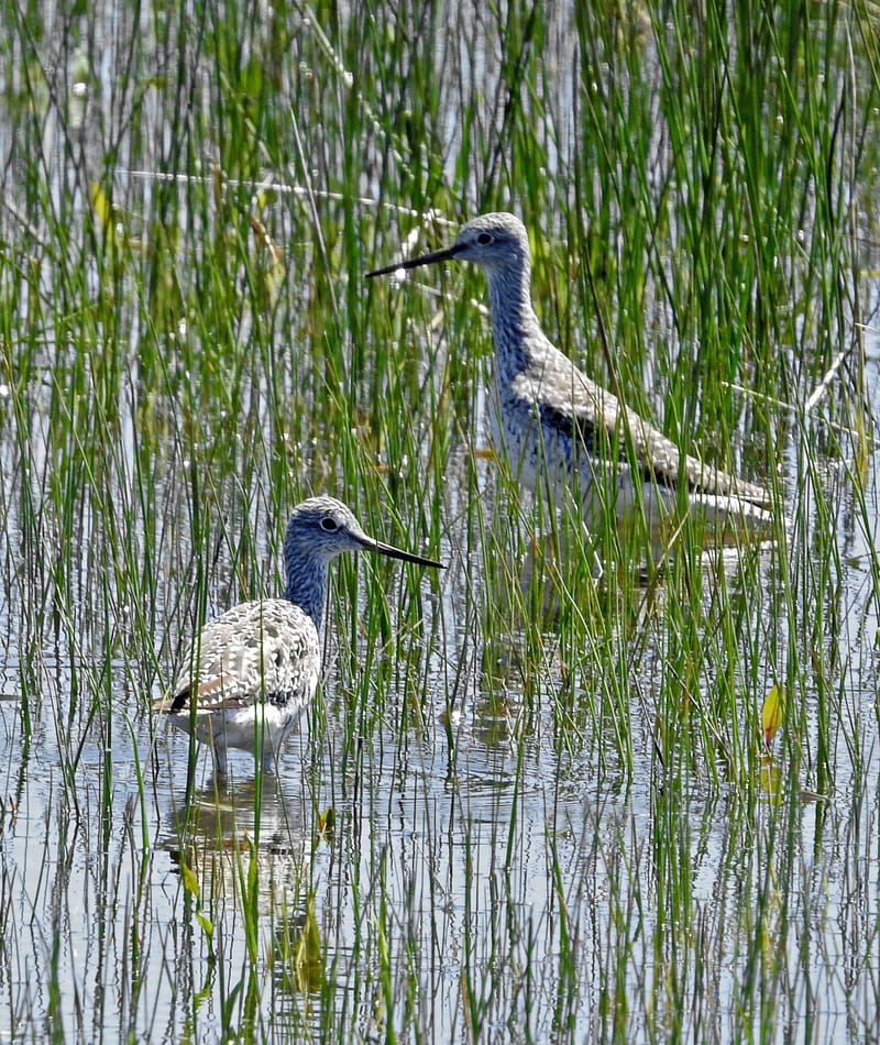 Willets (young (?) & adult) — Tringa semipalpatus