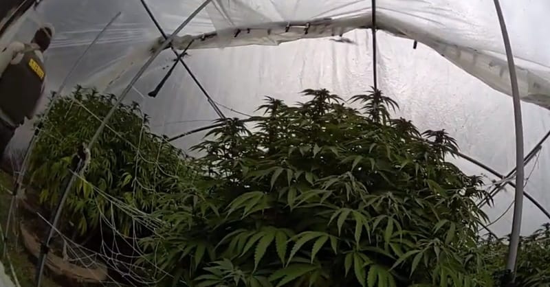 A photo of illegal cannabis plants shared by the Nevada County Sheriff’s Office.