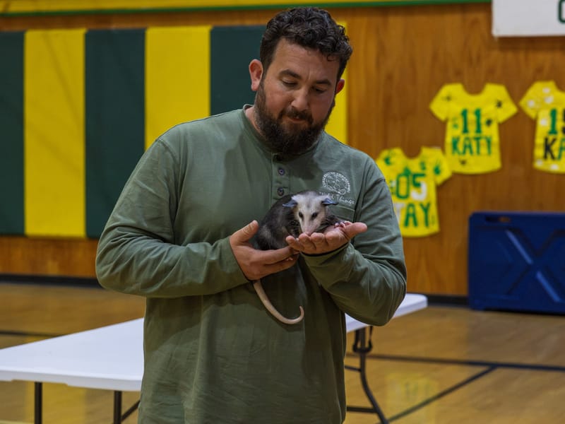 Kerschner displays a recently-rescued juvenile opossum.