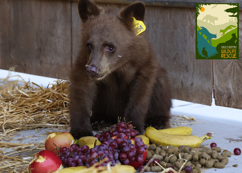 Cubs are fed fresh fruits.