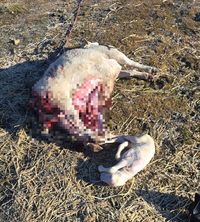 A photo shared by the Sierra County Sheriff’s Office shows the mutilated ewe (pixelated here) with its lamb, which was removed from the ewe after the attack.