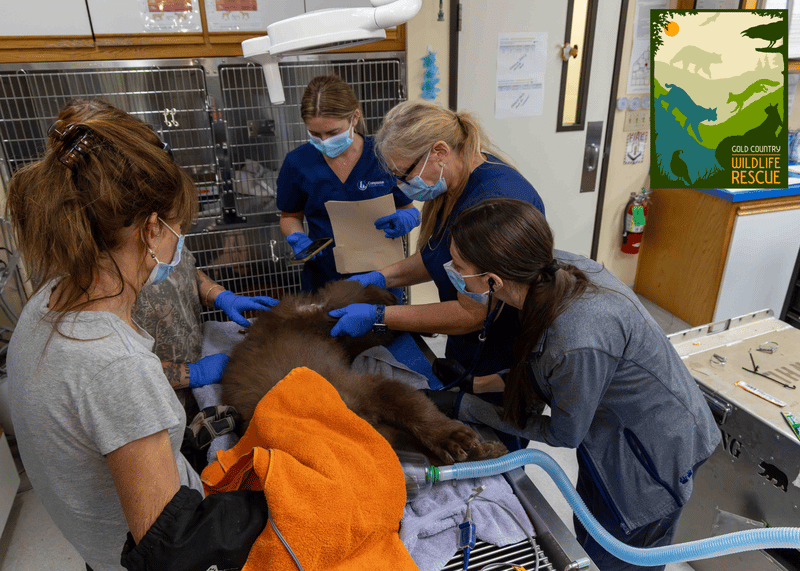 A cub undergoes medical treatment.