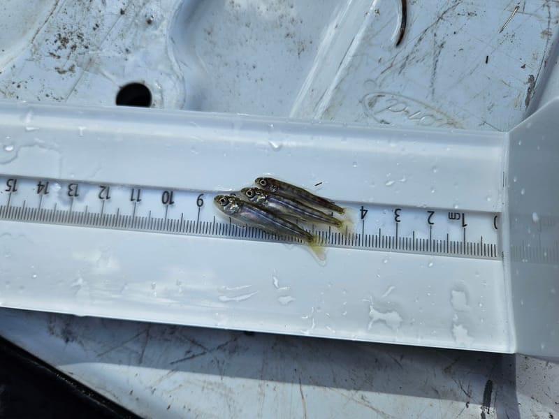 The first juveline Chinooks were captured on February 11th by the Rotary Screw Trap at Rocky Rest Campground. Photo provided by CDFW.