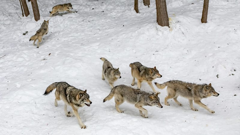 Trump Order Starts Ninety-Day Clock on Wolf Protections