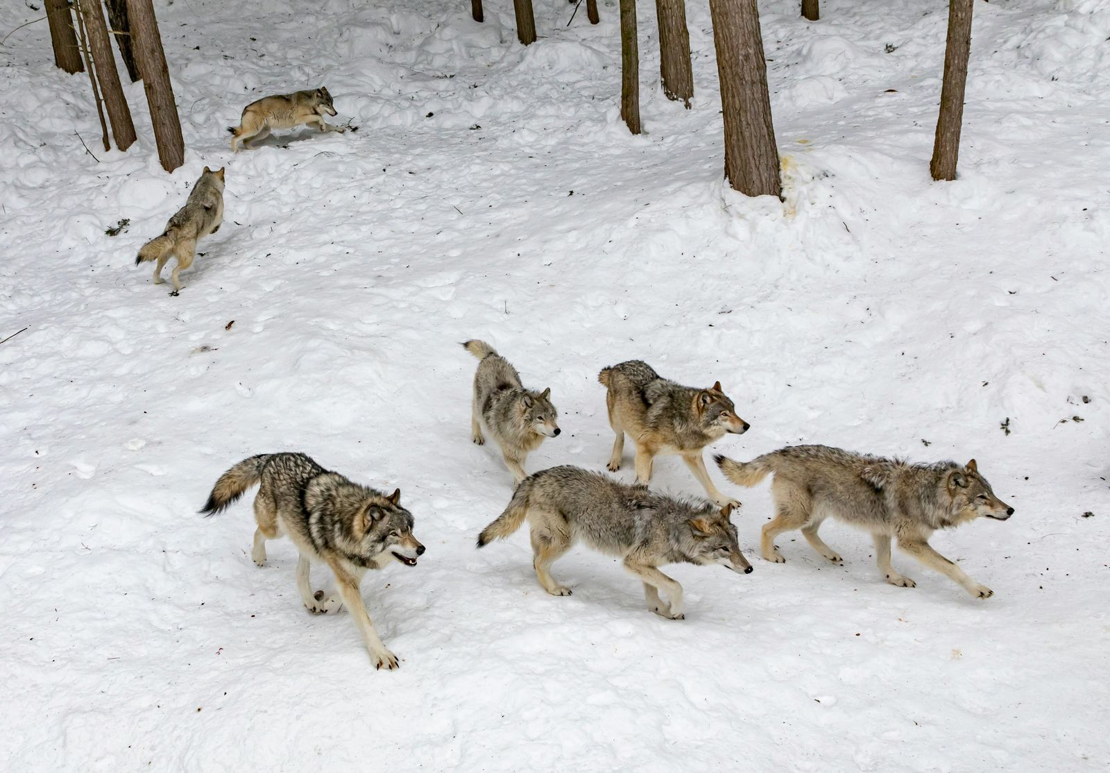 A pack of gray wolves.