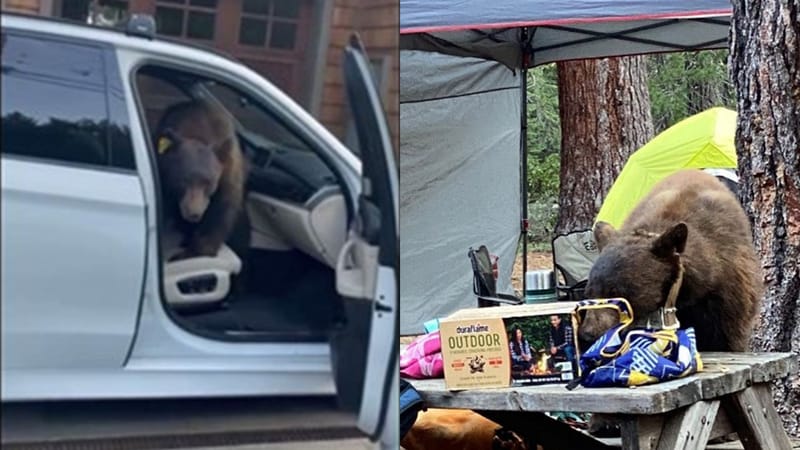 Photos shared by CDFW show Bear 717 in a vehicle and at a picnic.