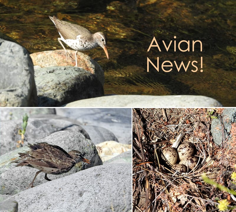 Spotted Sandpiper (adults) and nest with eggs — Actitis macularia