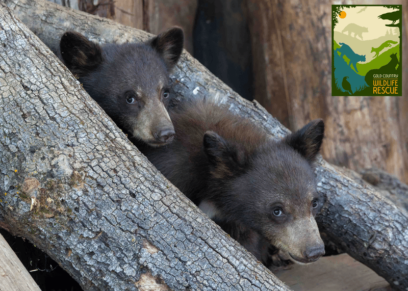 Two sibling bear cubs, the first of the season to arrive at Gold Country Wildlife Rescue.