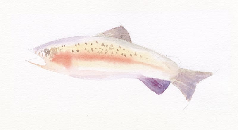Drawing of a rainbow trout.