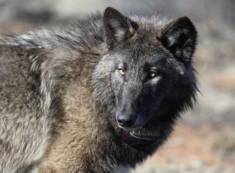 BEY01F, a female member of the Beyem Seyo pack in the Sierra Valley. Photo by Axel Hunnicutt, CDFW.