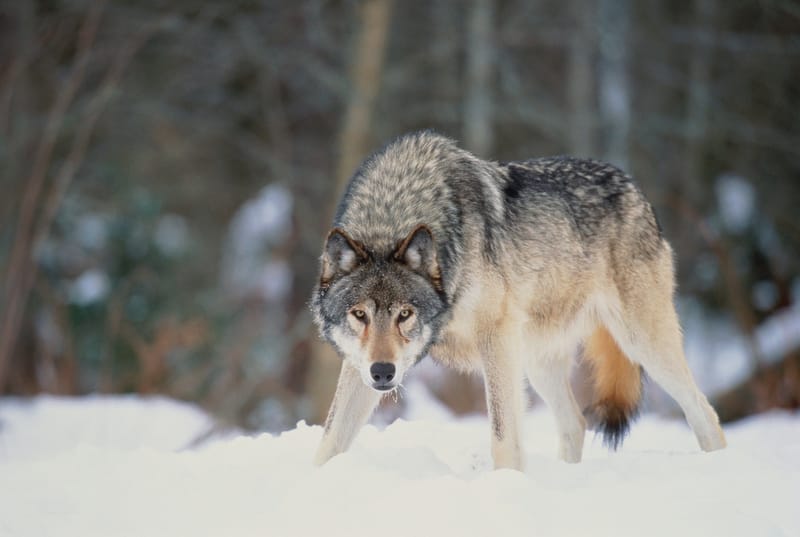 A new wolf pack has been spotted in the region after lethal action was taken against members of the Beyem Seyo pack.