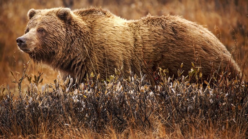 Grizzly Bear Study Bill Dies in Assembly Committee