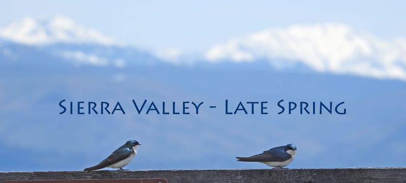 Tree Swallows — Tachycineta bicolor