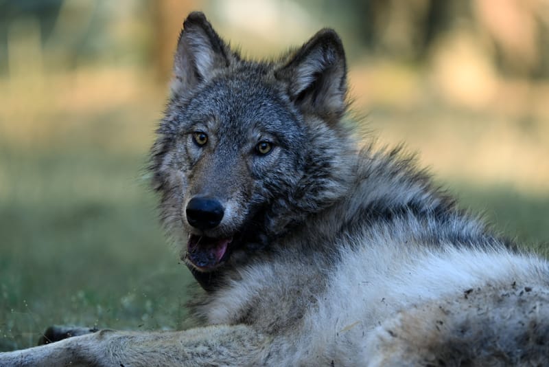 A photo of a gray wolf captured during collaring operations in January of 2026. Credit: CDFW.
