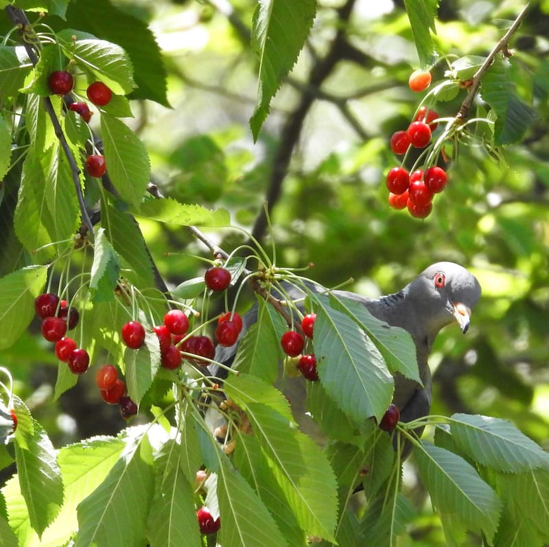 A Cherry Festival!