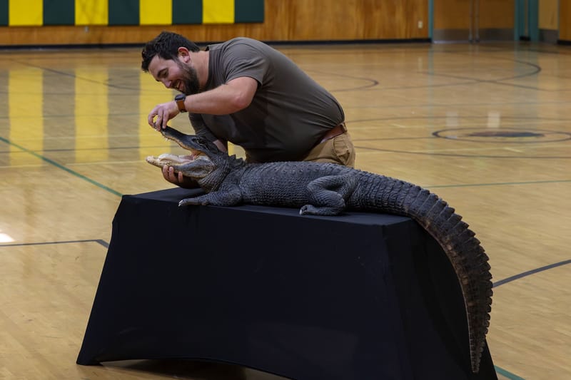 Kerschner displays Spike the alligator’s set of teeth.