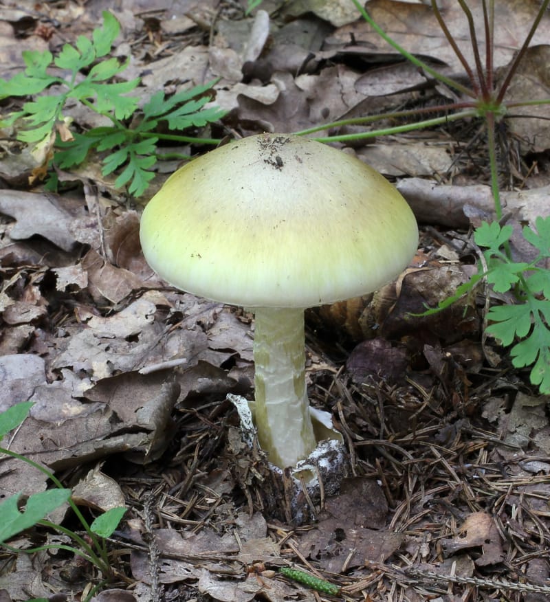 Amanita phalloides, commonly known as the “death cap” mushroom.
