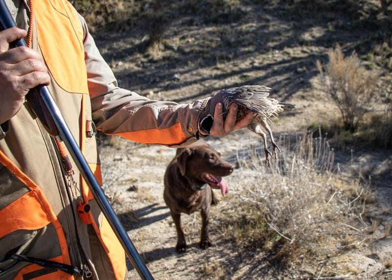 CDFW Encourages Quail Hunting Ahead of Statewide Opener
